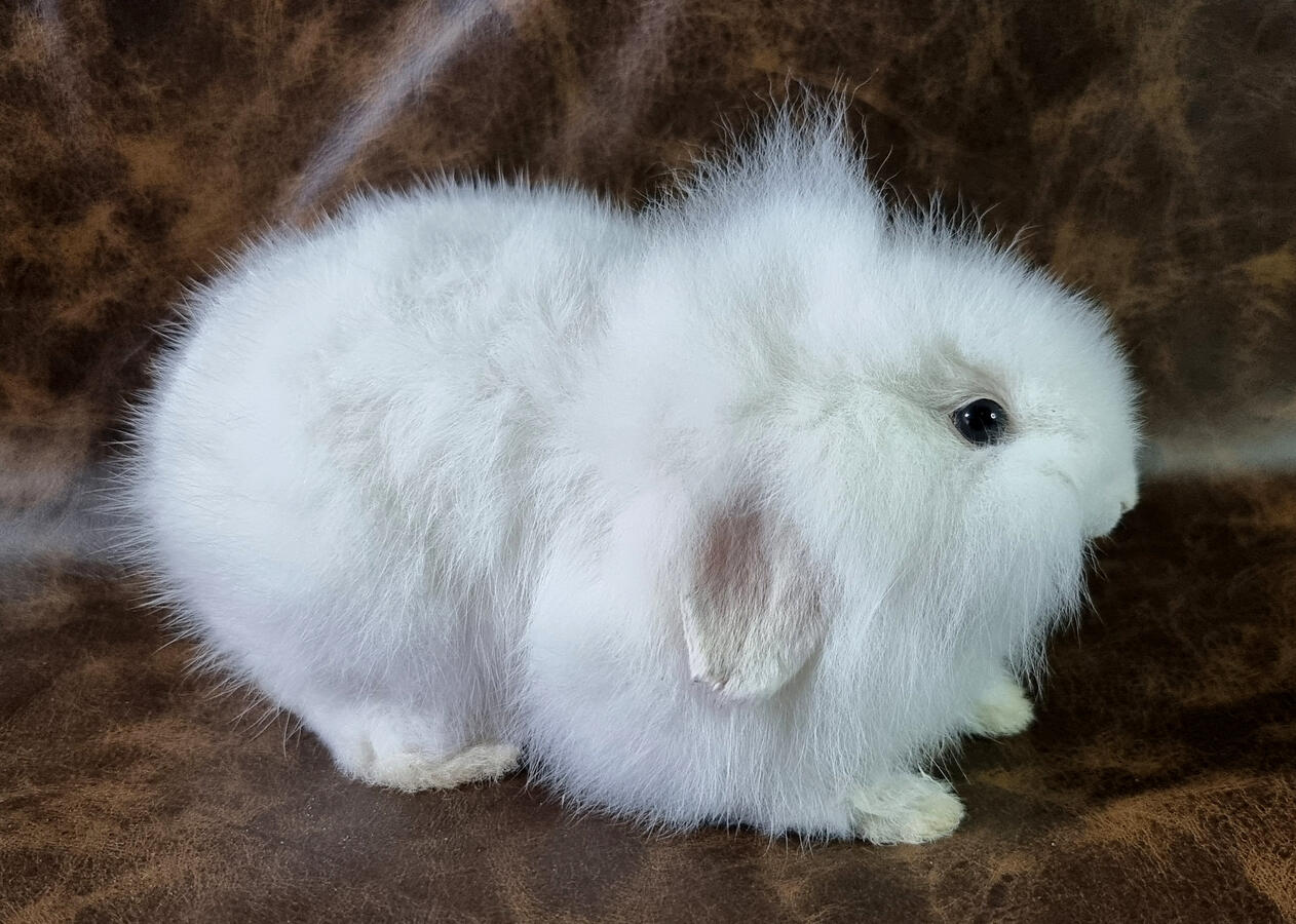 White rabbit White rabbit