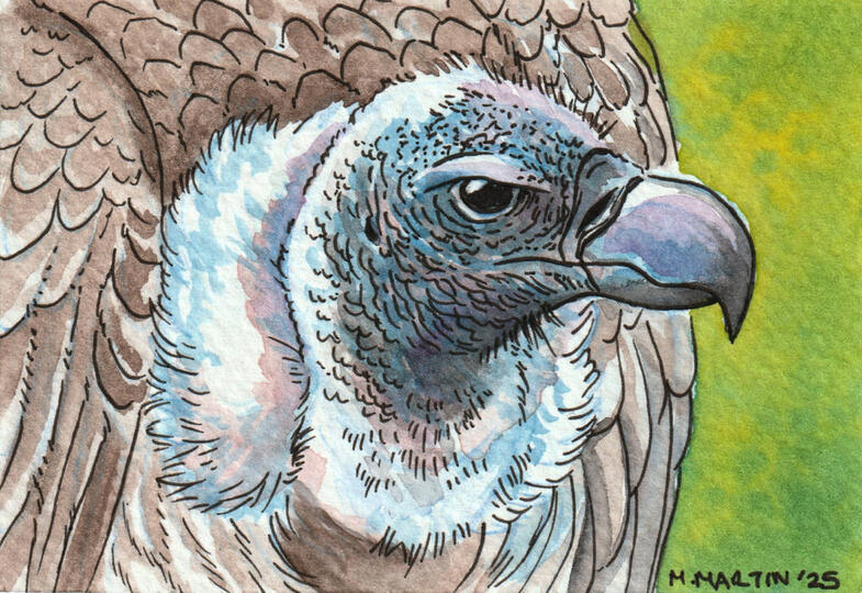 White-backed Vulture, painted with watercolour paints and inked with Sakura microns.